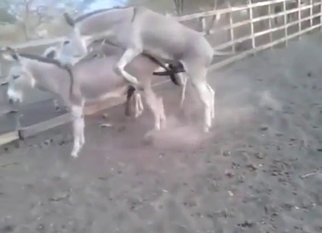 Gay zoo porn with a donkey fucking another donkey