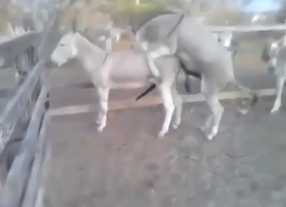 Gay zoo porn with a donkey fucking another donkey