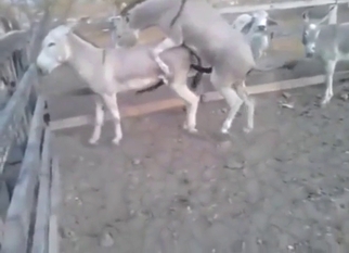 Gay zoo porn with a donkey fucking another donkey