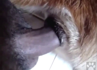 Close-up bestiality sex: a dog taking a nice dick