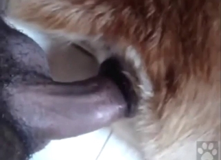 Close-up bestiality sex: a dog taking a nice dick