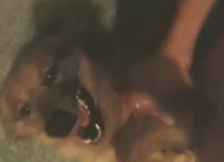 Hot orgasms in bestiality sex with lotsa licking