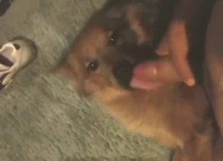 Hot orgasms in bestiality sex with lotsa licking