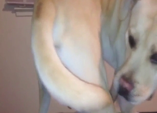 Legit zoophile porn with big balls and tight ass