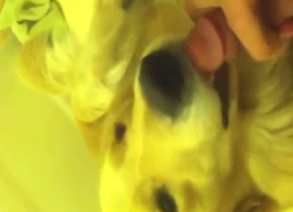 Hot bestiality porn shows a dick getting licked