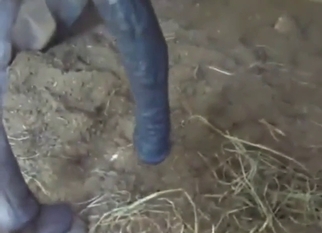 Donkey in zoo porn with sucking, so sloppy