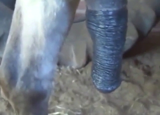 Donkey in zoo porn with sucking, so sloppy