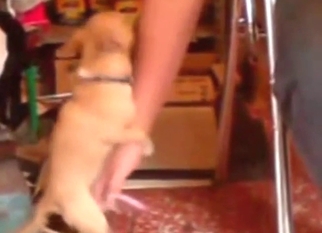 Dirty zoo porn with a dog being slowly corrupted