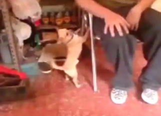 Dirty zoo porn with a dog being slowly corrupted