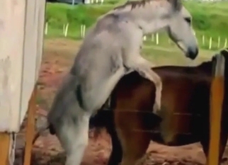 Horse and donkey zoophile goon fuel (amateur)