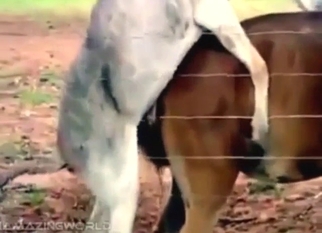 Horse and donkey zoophile goon fuel (amateur)