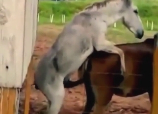 Horse and donkey zoophile goon fuel (amateur)