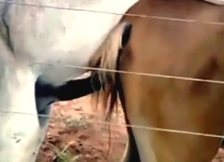 Horse and donkey zoophile goon fuel (amateur)