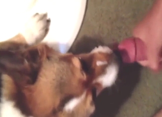 Beast loves jizz in a POV scene with lotsa licking