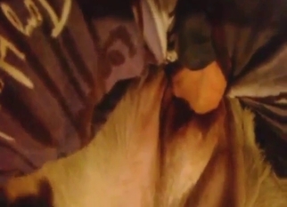 Hot zoophilic scene with licks and nasty sounds