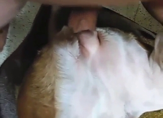 Slutty dog is going to get punished with his dick