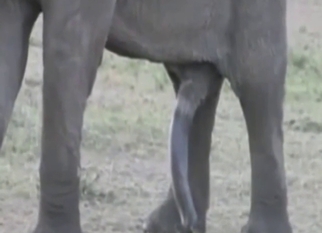 Elephant shows off its nice-looking hard cock