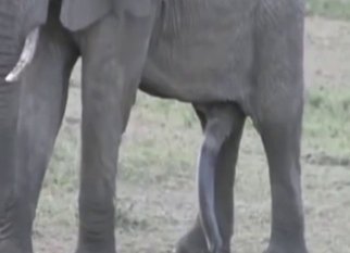 Elephant shows off its nice-looking hard cock
