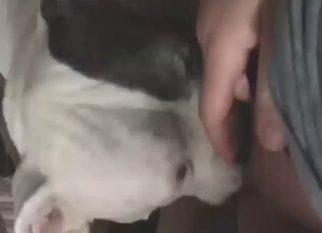 Zoophile porn with a hairy zoophile fucking a dog