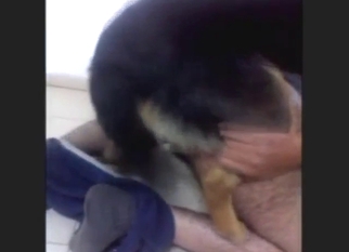 Bestiality sex on all fours with a zoophile dude