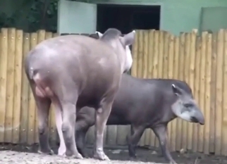 Zoo XXX with a tapir showing off its huge boner