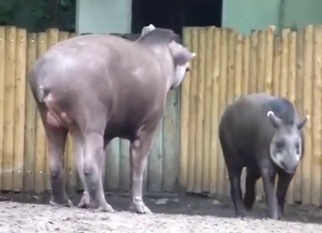 Zoo XXX with a tapir showing off its huge boner