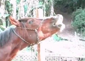 Stallion gets nicely sucked by zoophile