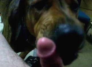 Hard dick licked by trained pet