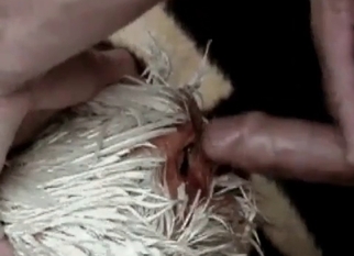 Animal sex action with a small dick