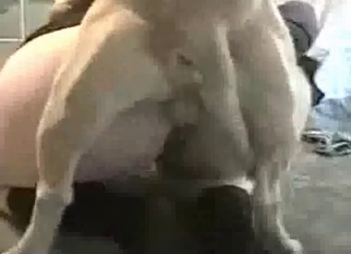 Tight cunt hardly banged by doggy