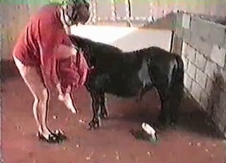 Horse and zoophile in the awesome bestiality XXX