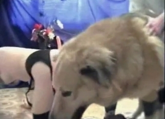 Mutt and teen are fucking with pleasure