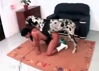 Asian pussy drilled by a very big doggy