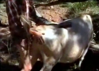 Anal sex in bestiality style