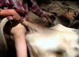 Anal sex in bestiality style