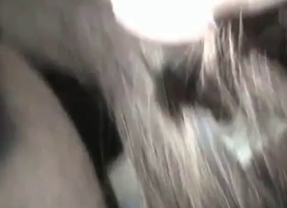 Animal fucked in the ass by zoophile