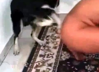 Sexy doggy is playing with a hot bitch